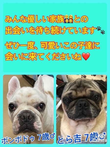 🐾今日の里親様募集中ワンコ🐶メンバーです🐾2022,3,22【保護犬カフェ天神橋店】